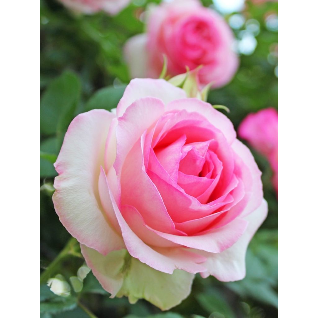Rosal Pierre de Ronsard - Rosal trepador