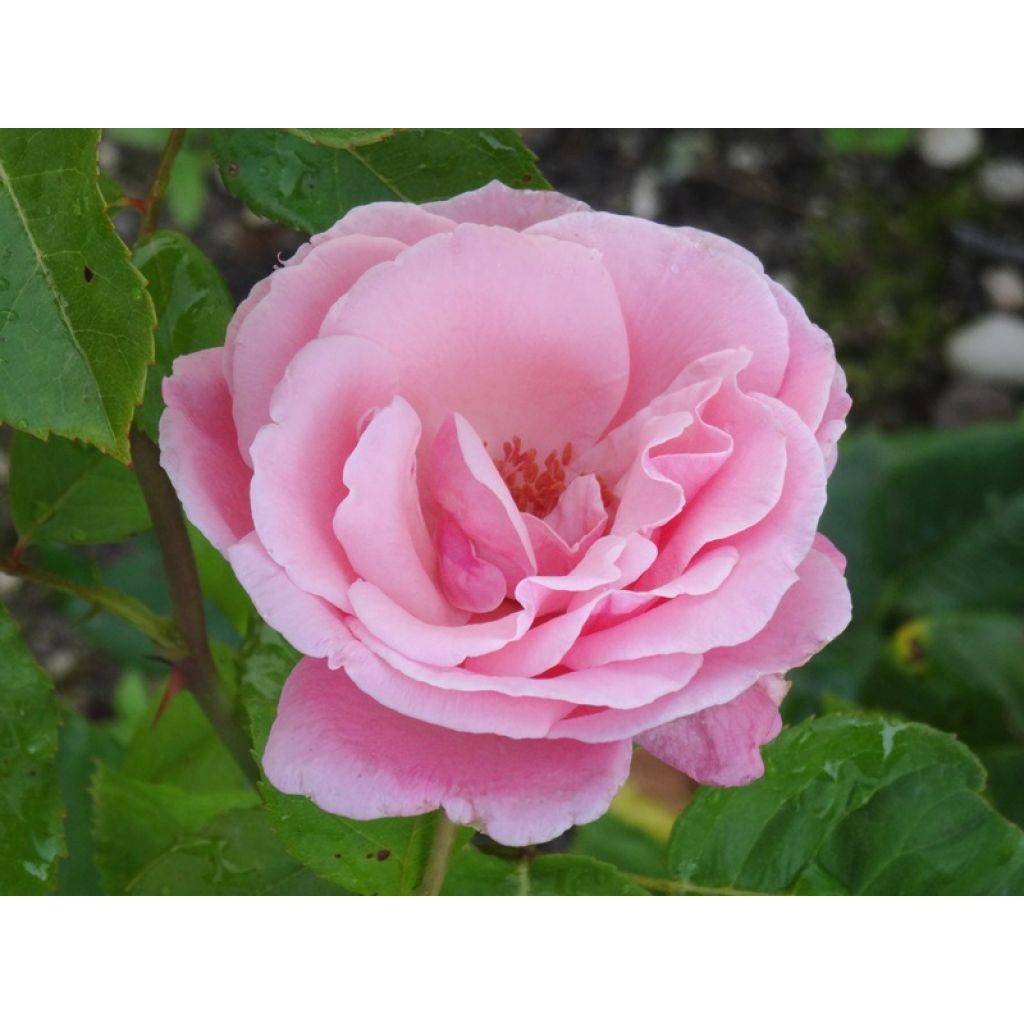 Rosal Queen Elisabeth