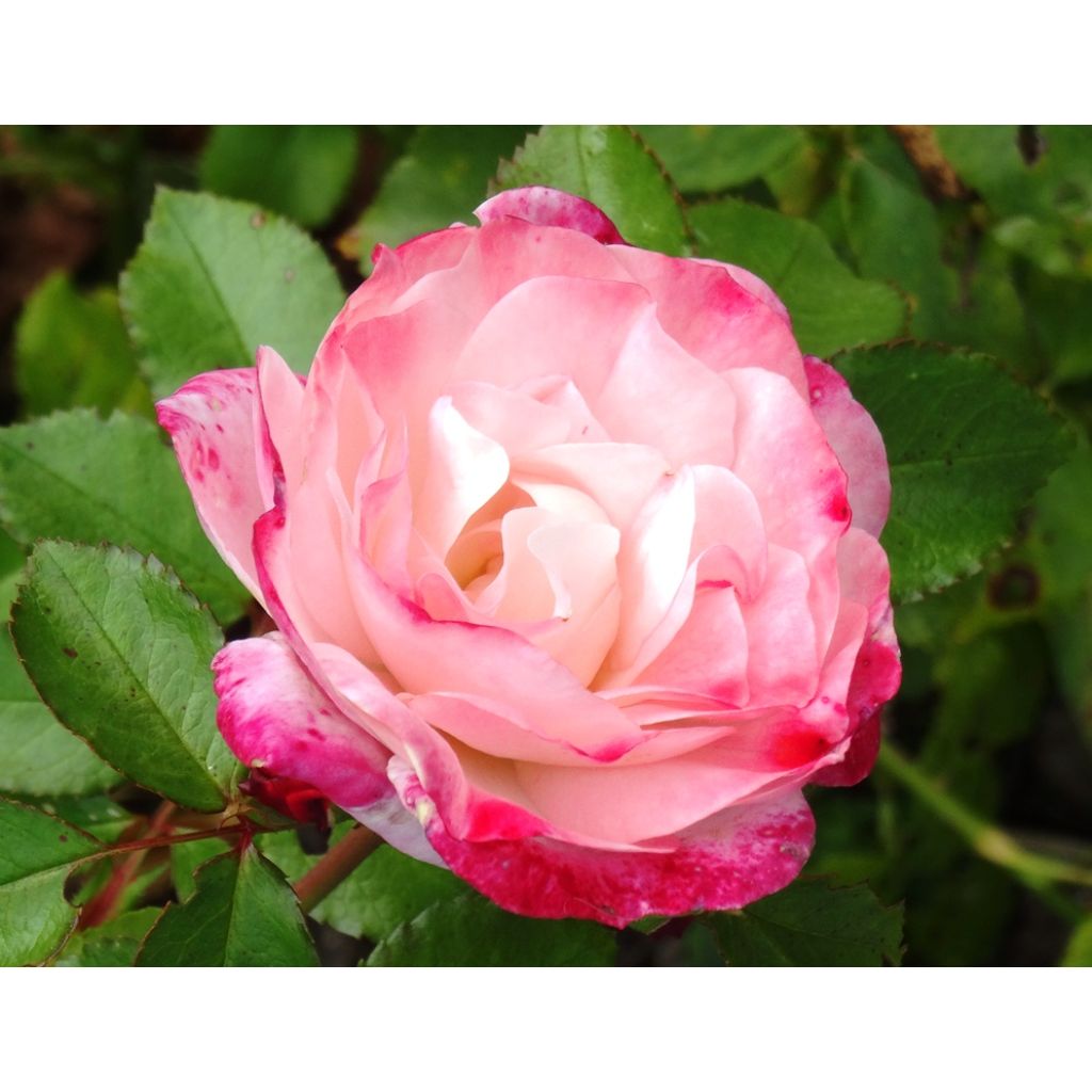 Rosal Rosenstadt Freising