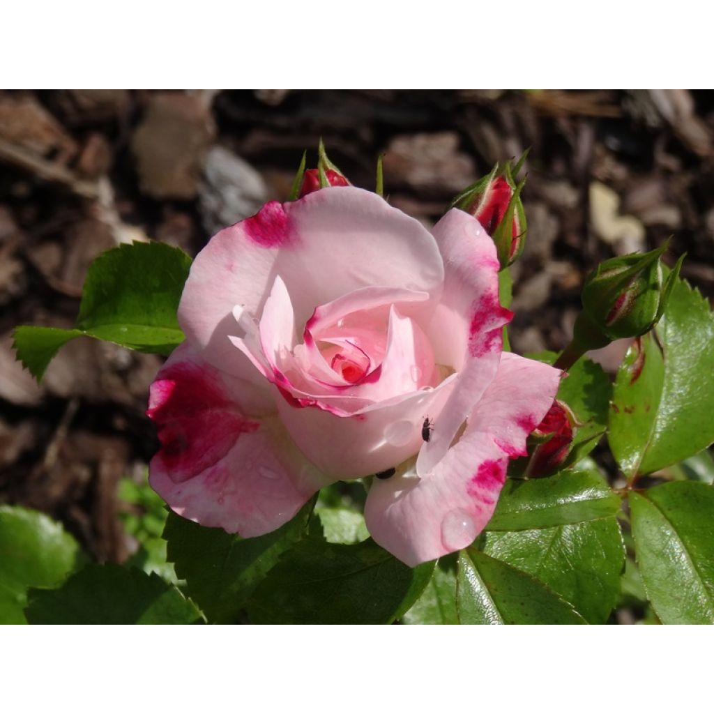 Rosal Rosenstadt Freising