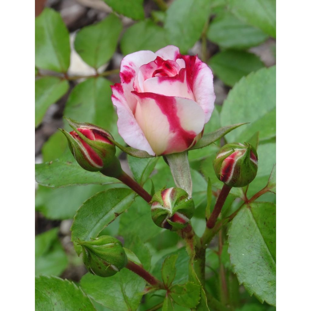 Rosal Rosenstadt Freising