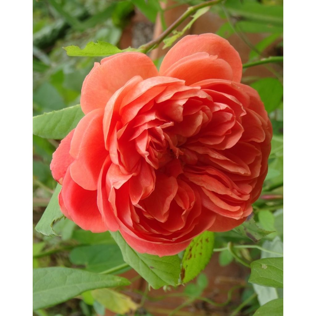 Rosal Summer Song