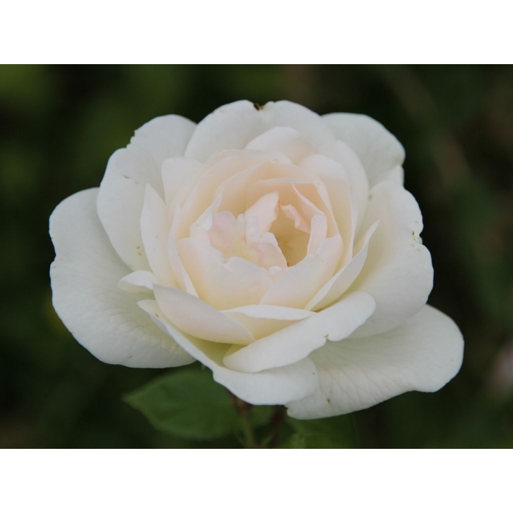 Rosal White Symphony