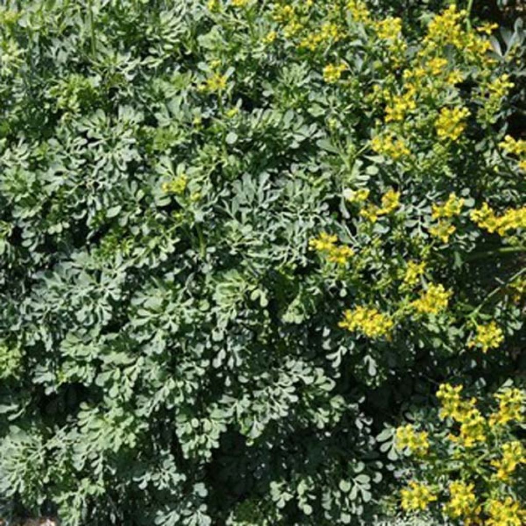 Ruda Jackman's blue - Ruta graveolens