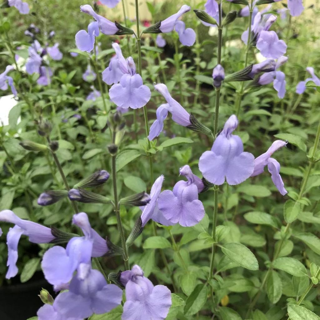 Salvia microphylla Delice Aquamarine - Salvia rosa