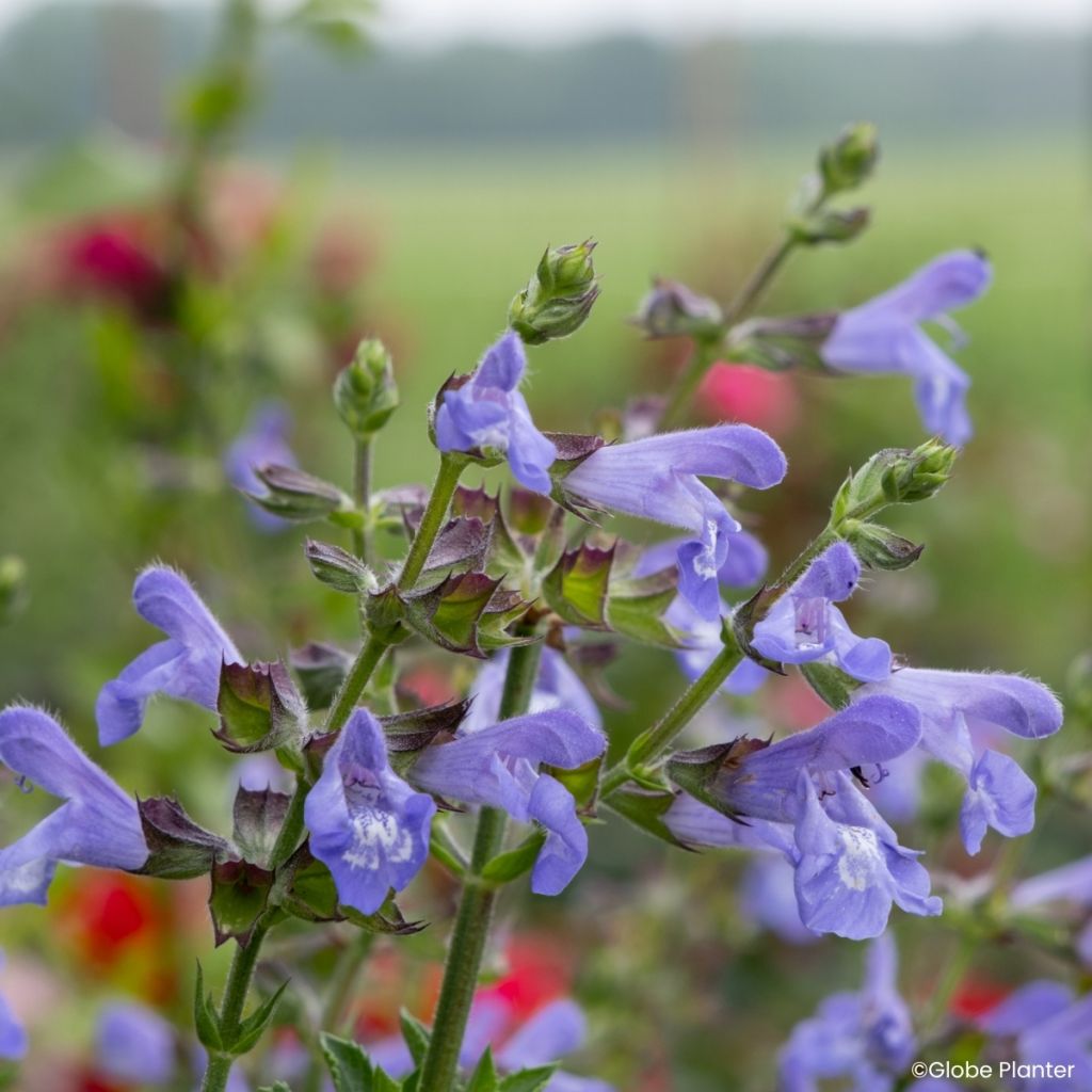 Salvia splendens Heat Hero Blue - Banderilla