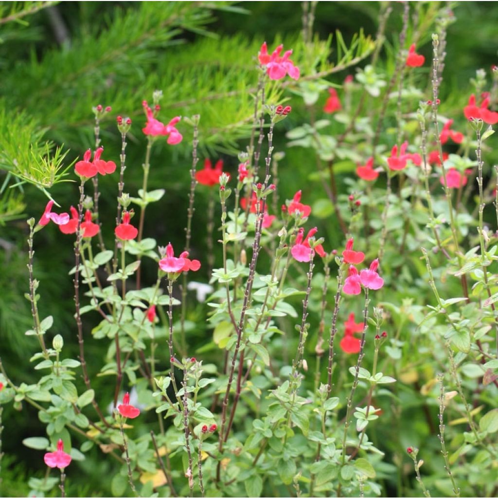 Salvia microphylla Royal Bumble - Salvia rosa