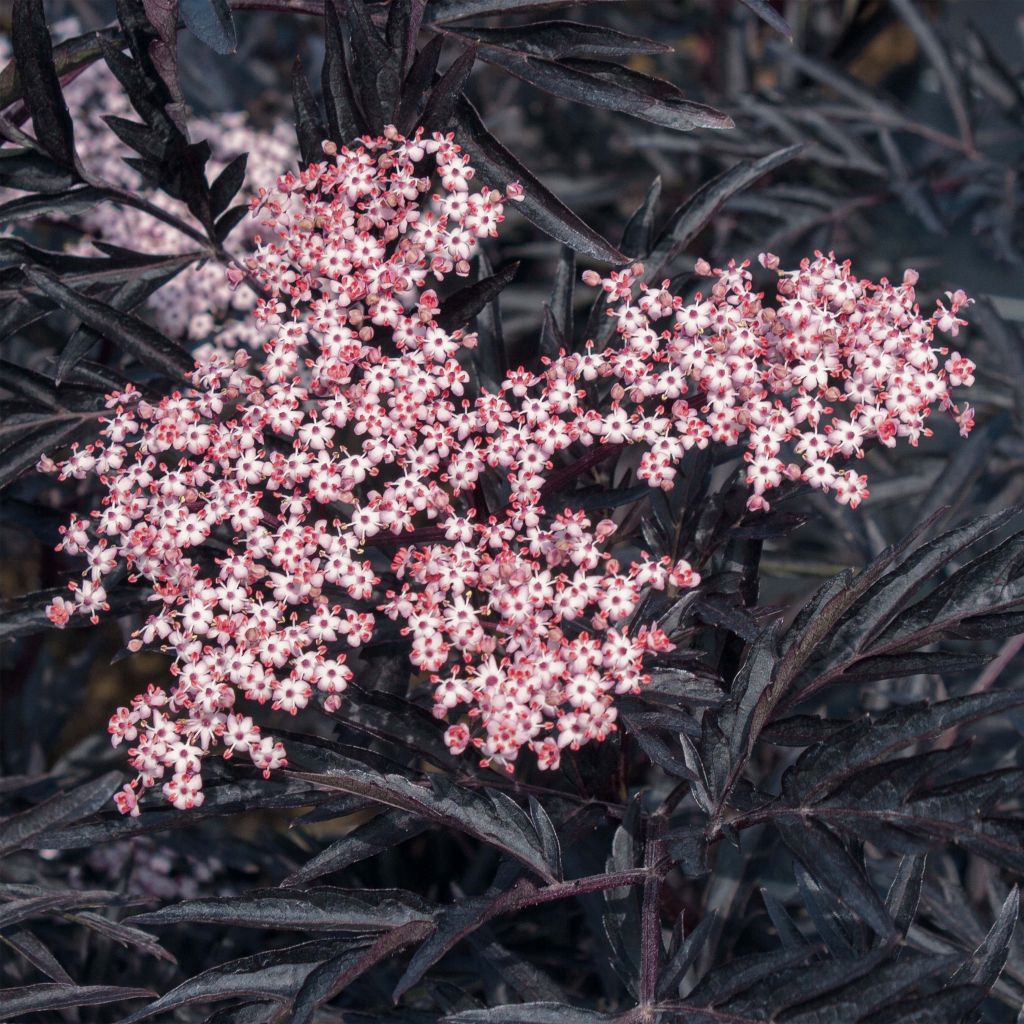 Saúco negro Black Lace - Sambucus nigra