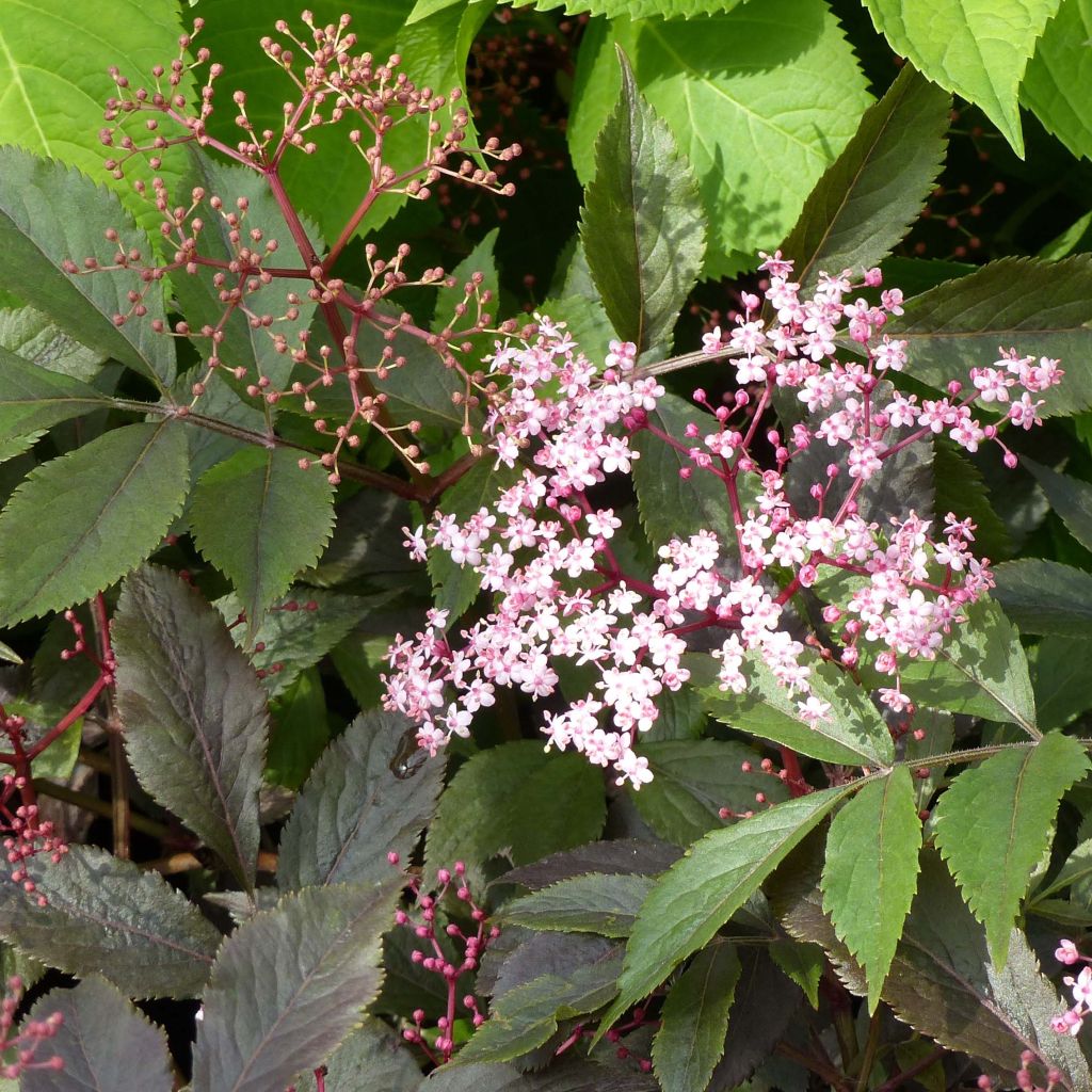 Saúco negro Thundercloud - Sambucus nigra