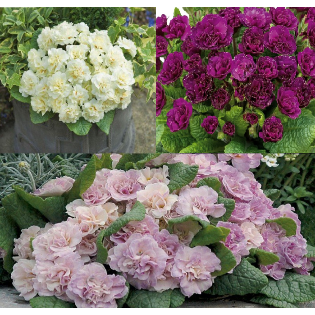 Colección de 3 Prímulas dobles Belarina