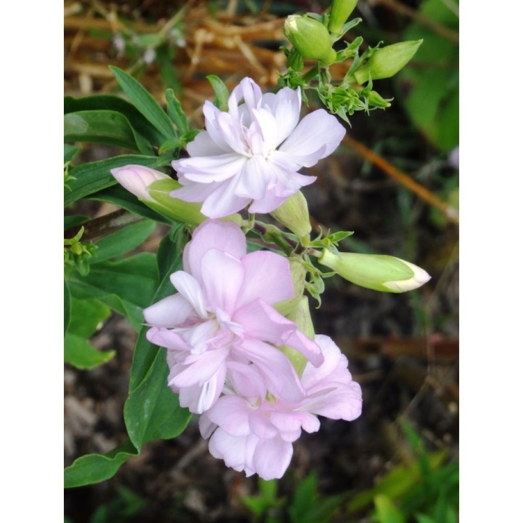 Saponaria officinalis Rosea Plena - Saponaria