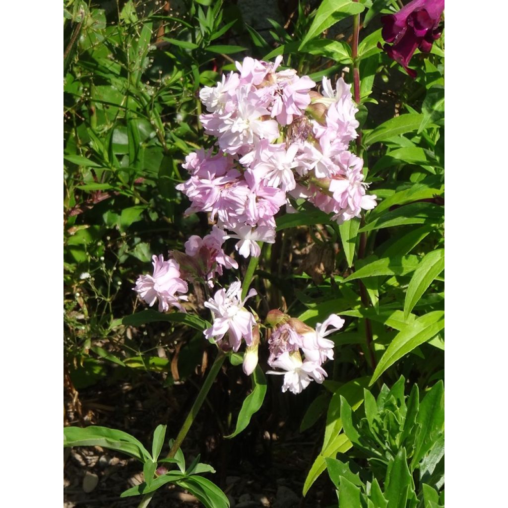 Saponaria officinalis Rosea Plena - Saponaria