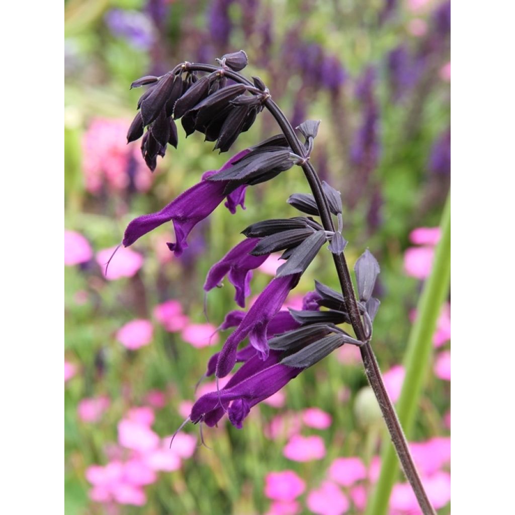 Salvia guaranitica Amistad violet - Salvia azul
