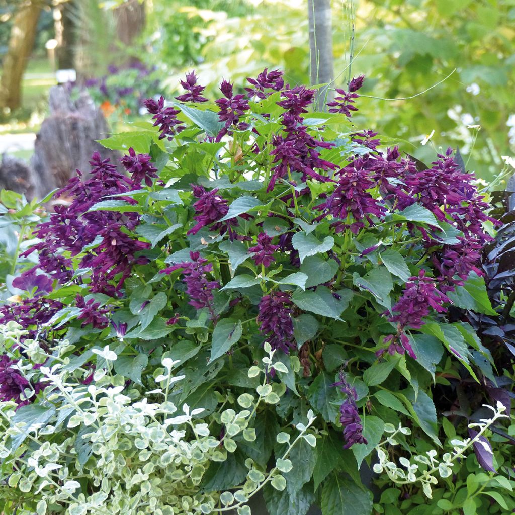Salvia spendens Gogo Purple - Banderilla