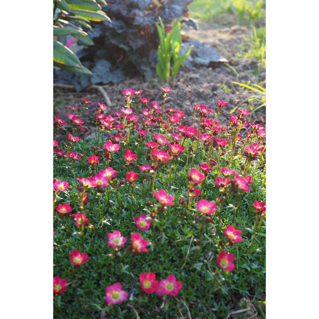 Saxifraga arendsii Peter Pan - Saxífraga