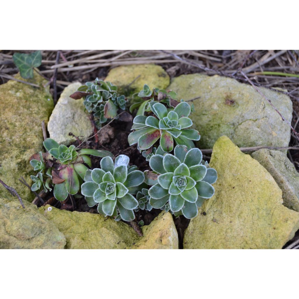 Saxifraga cotyledon Southside Seedling - Saxífraga