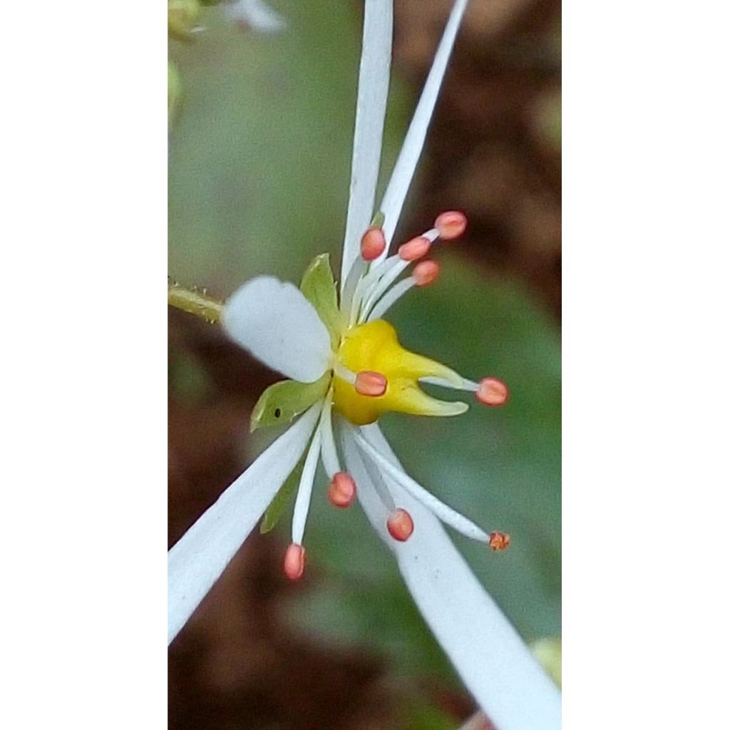 Saxifraga fortunei Wada - Saxífraga