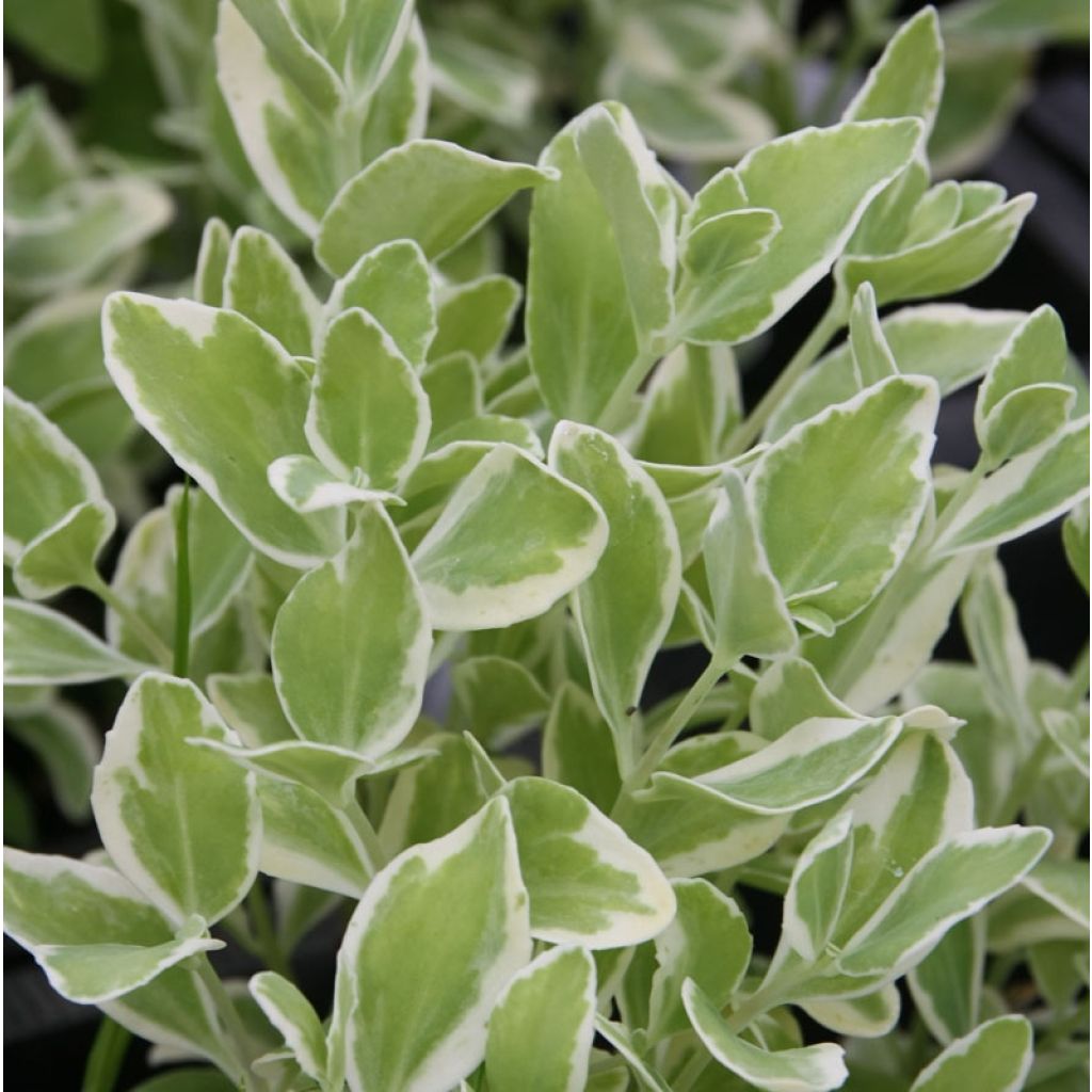 Sedum Frosty Morn