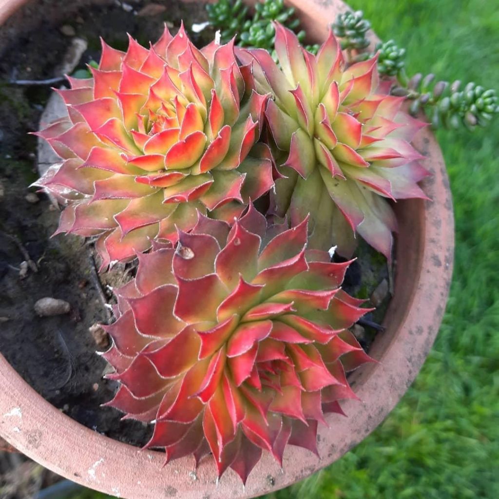 Sempervivum Chick Charms Gold Nugget