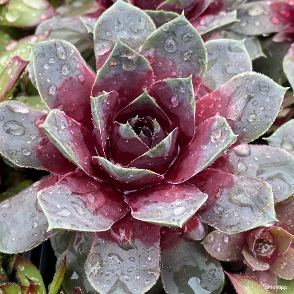 Sempervivum Chick Charms Giants Steel Appeal