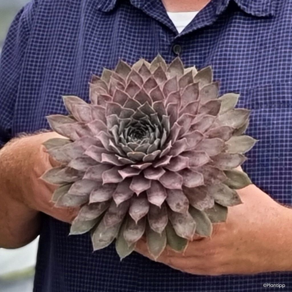 Sempervivum Chick Charms Giants Steel Appeal