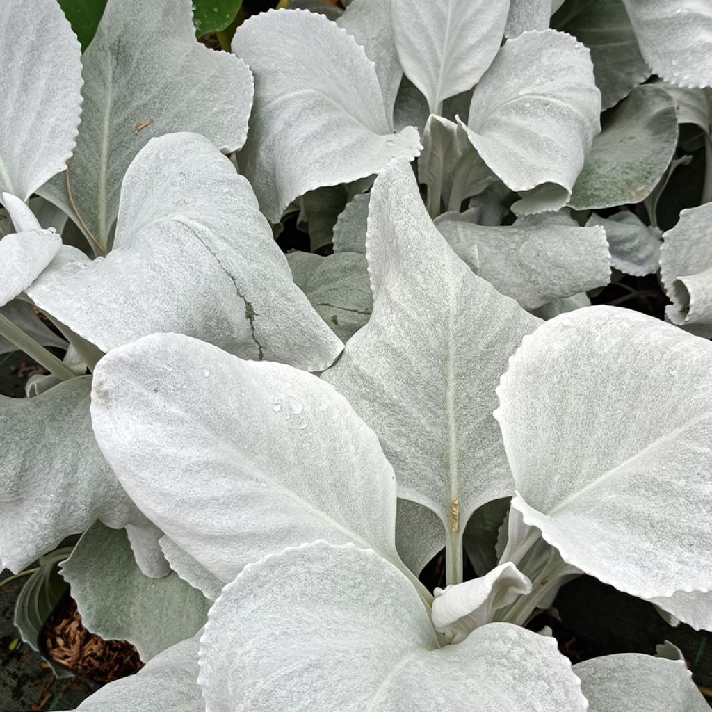 Senecio cineraria var. candicans Angel Wings - Cineraria gris