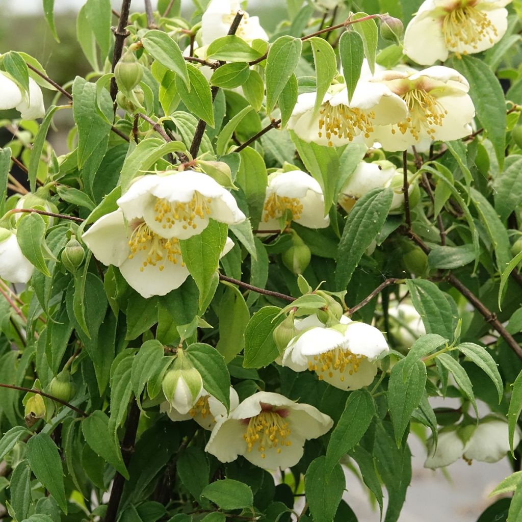 Philadelphus mexicanus - Celinda