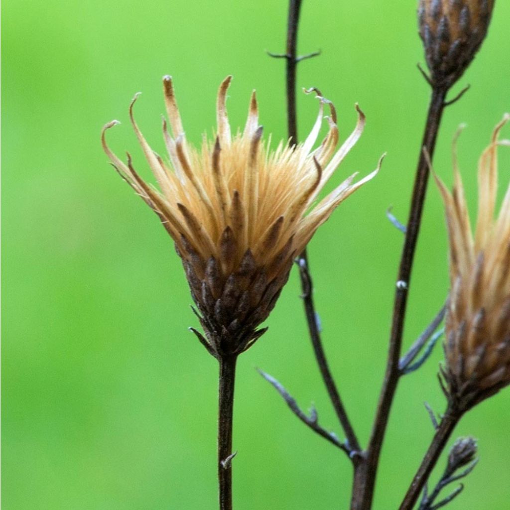 Serratula tinctoria ssp seoanei