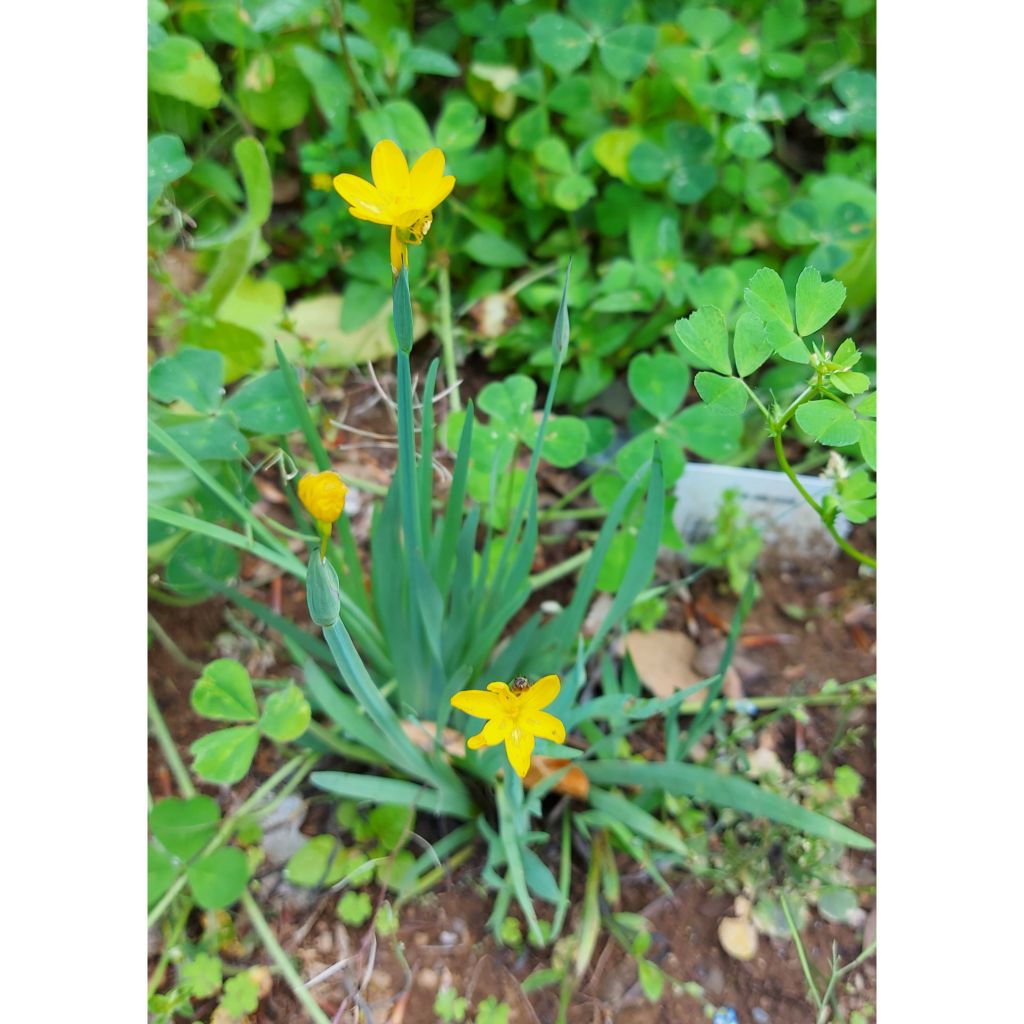 Sisyrinchium californicus