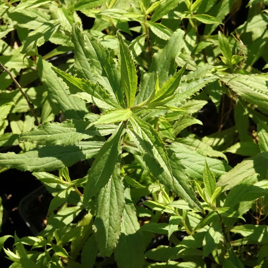 Solidago Ducky - Vara de oro