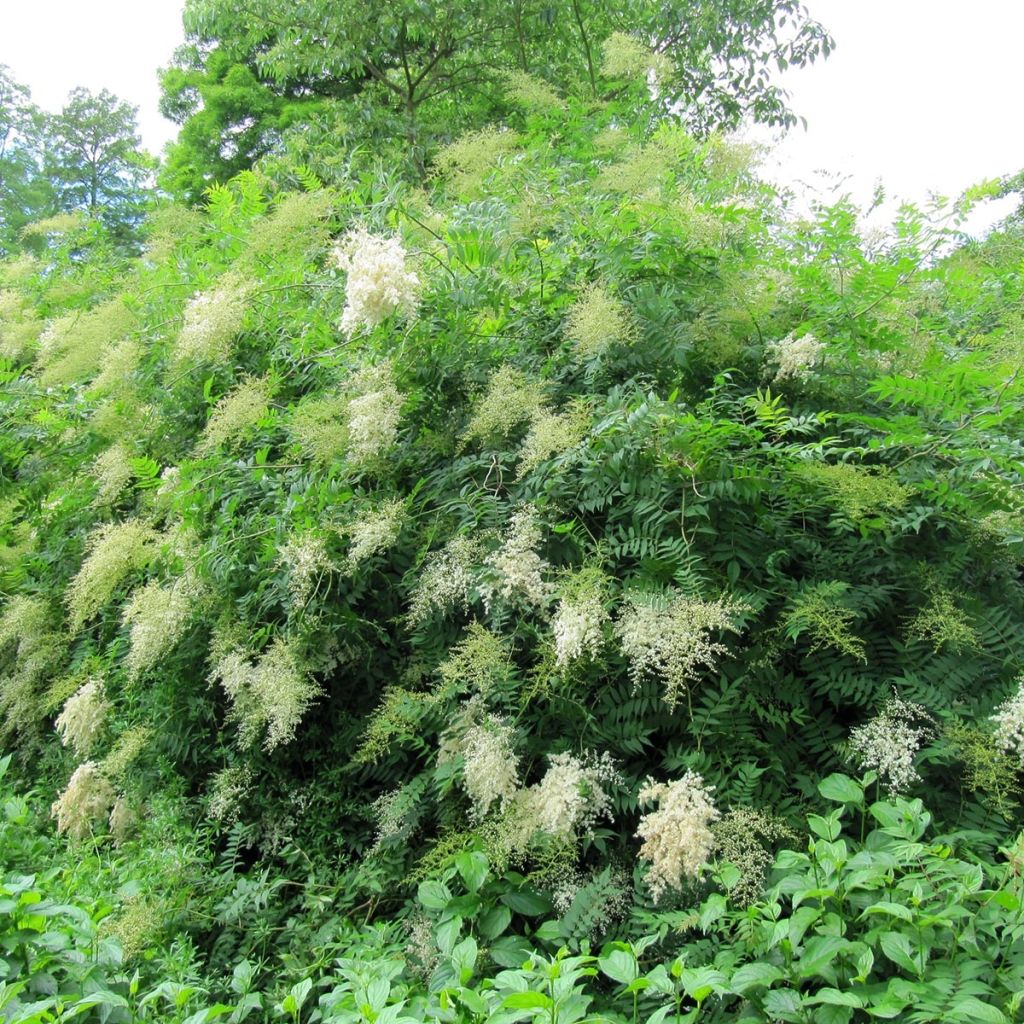 Sorbaria sorbifolia - Falsa Spiraea