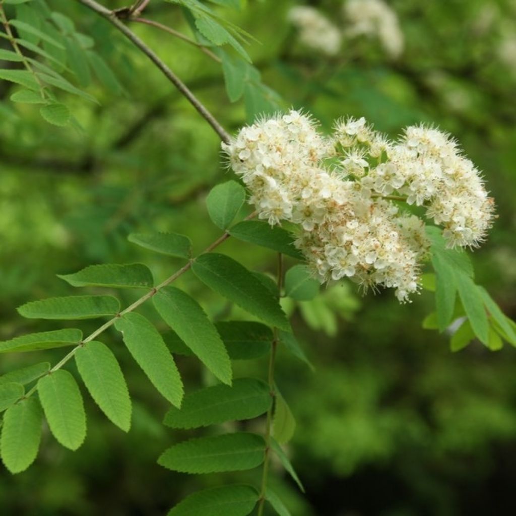 Sorbus aucuparia - Serbal de cazadores