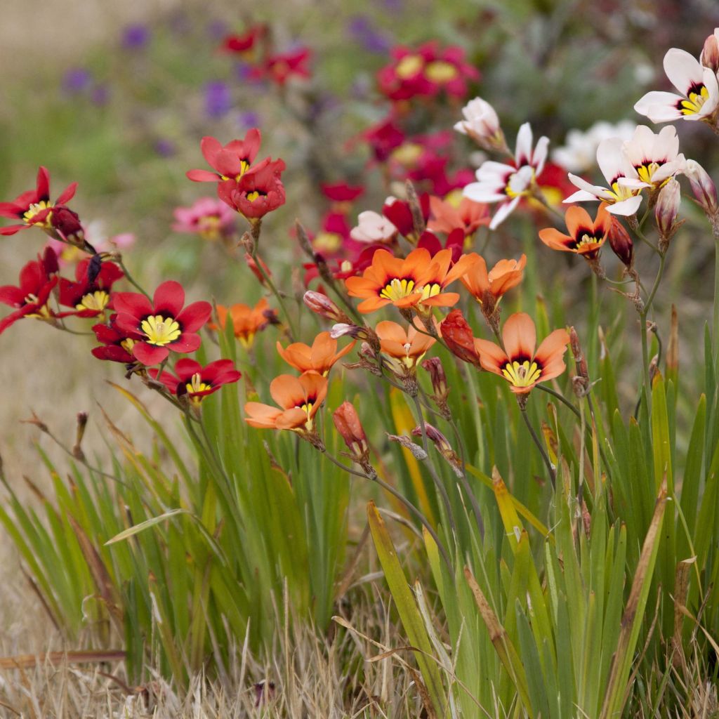 Sparaxis tricolor Mix - Arlequina