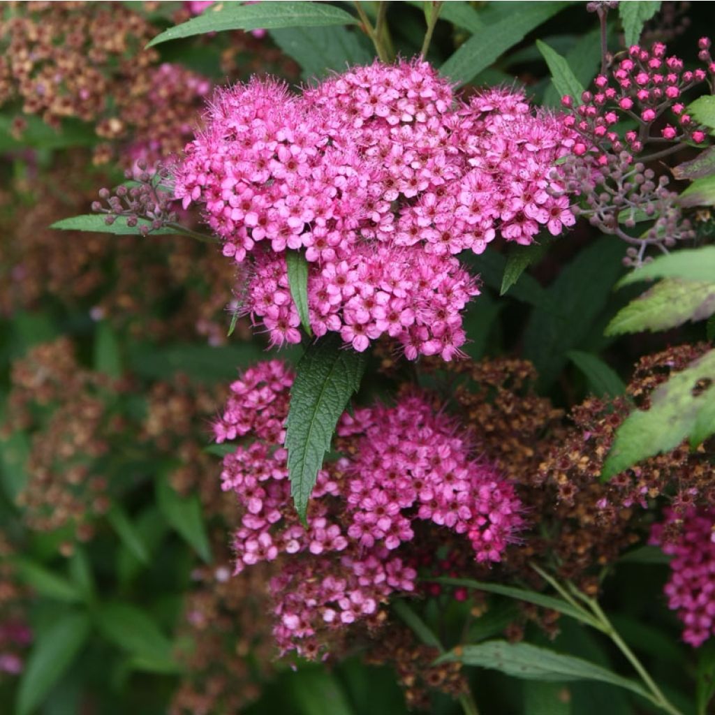 Espirea japonica Anthony Waterer - Espirea del Japón