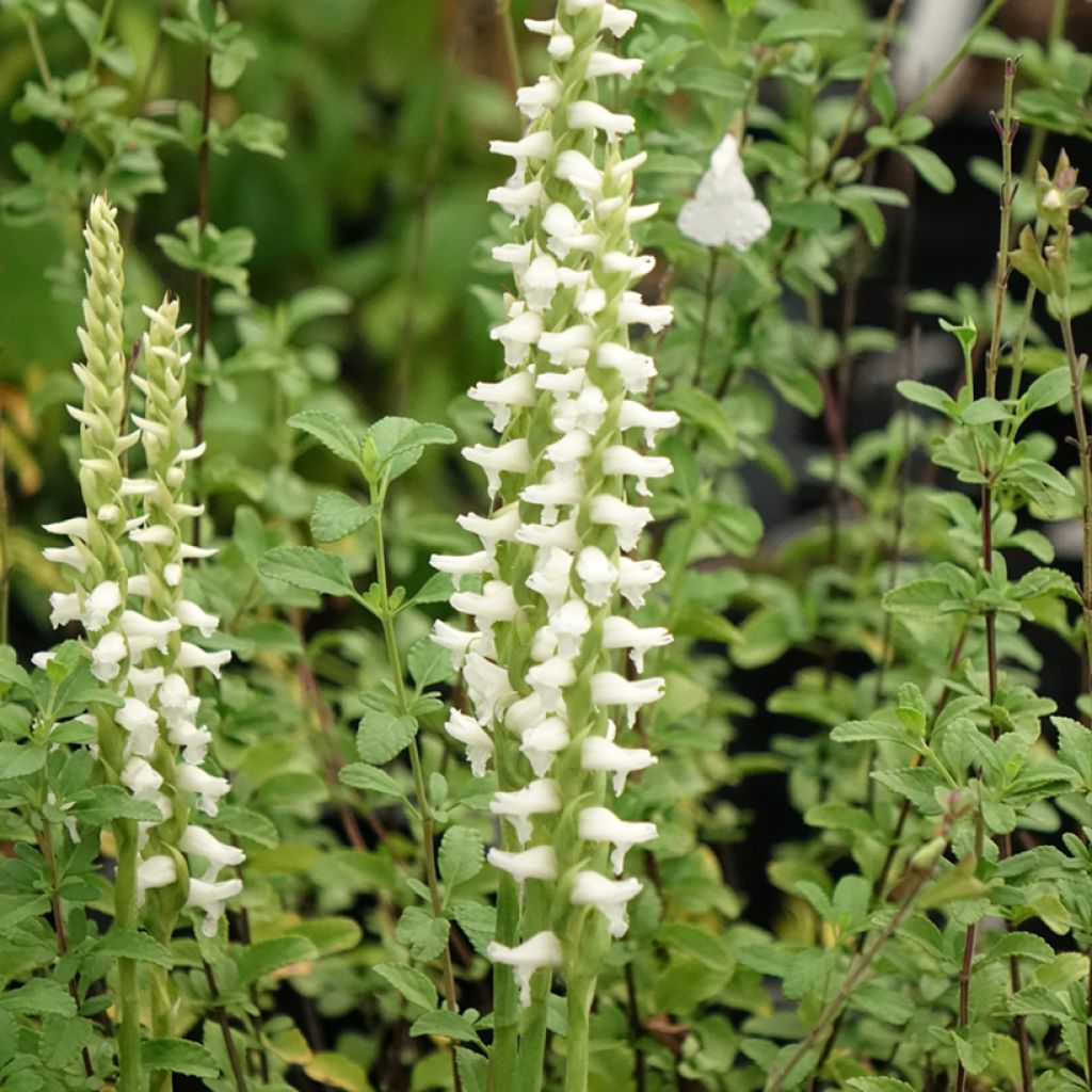 Spiranthes cernua var odorata Chadd's Ford
