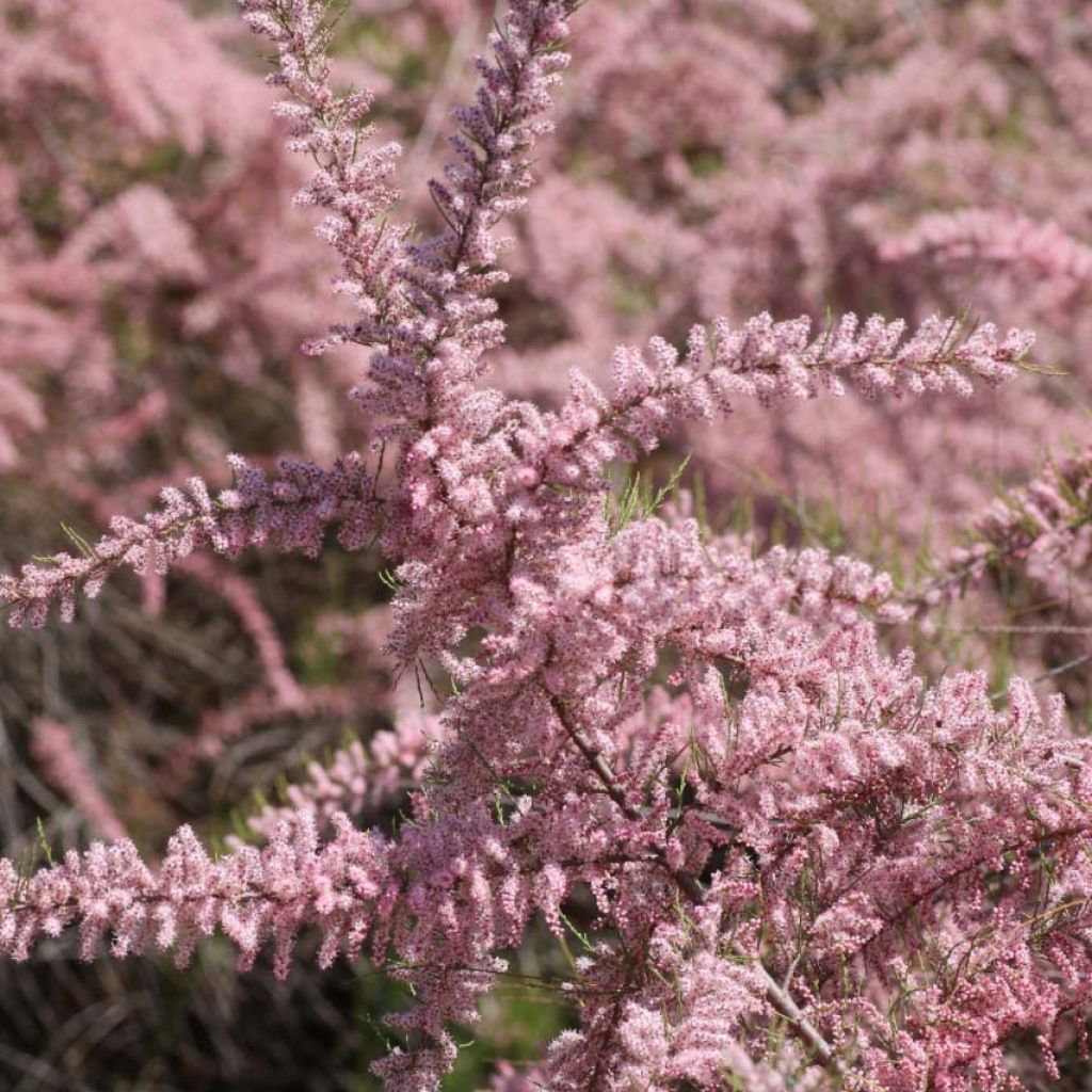 Tamarix parviflora - Tamarisco