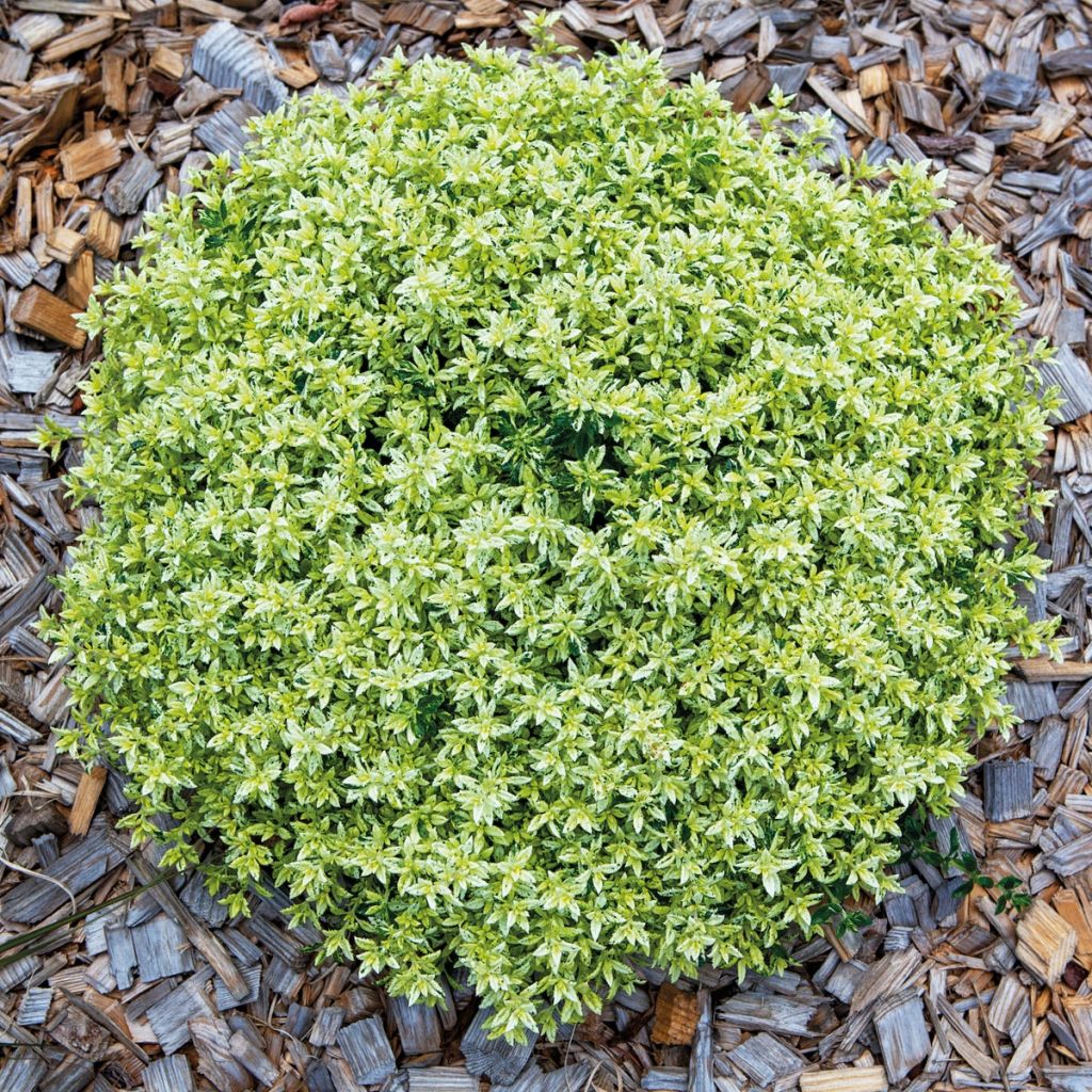 Teucrium lucidrys Lucky Gold - Germandrina