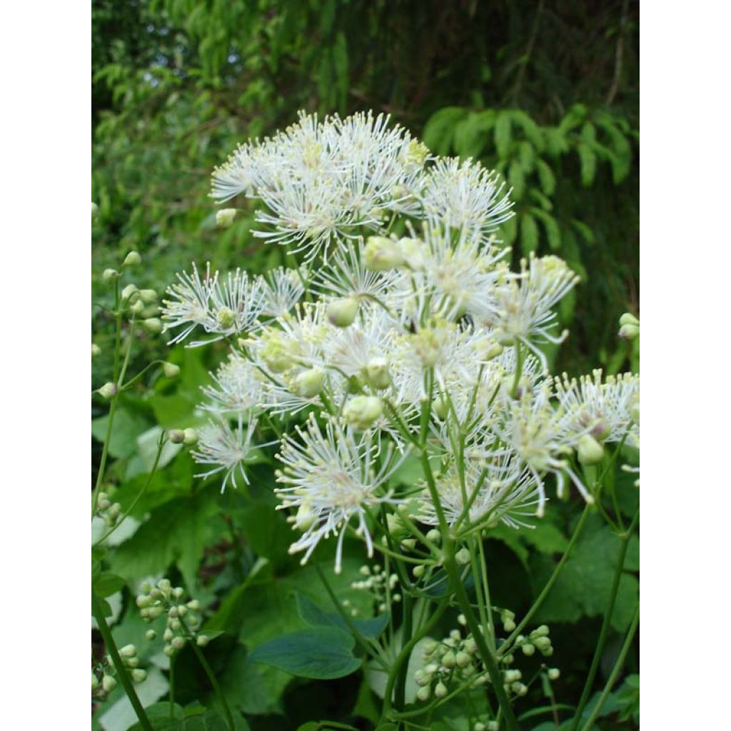 Thalictrum aquilegifolium Album