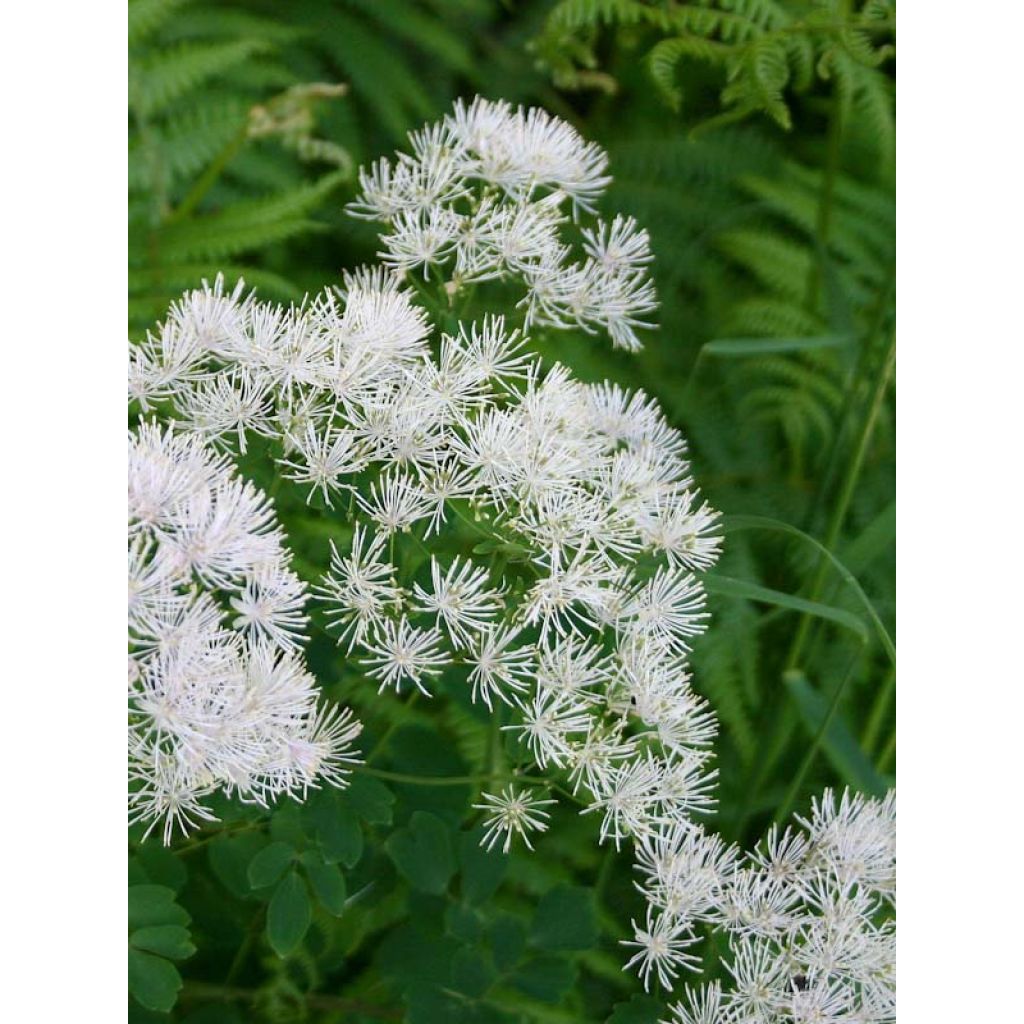 Thalictrum aquilegifolium Album