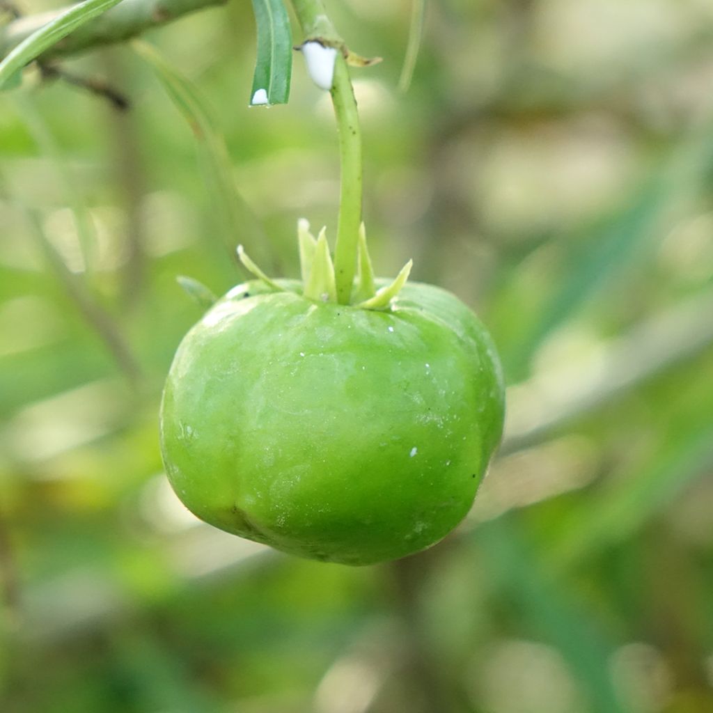 Thevetia peruviana - Adelfa amarilla