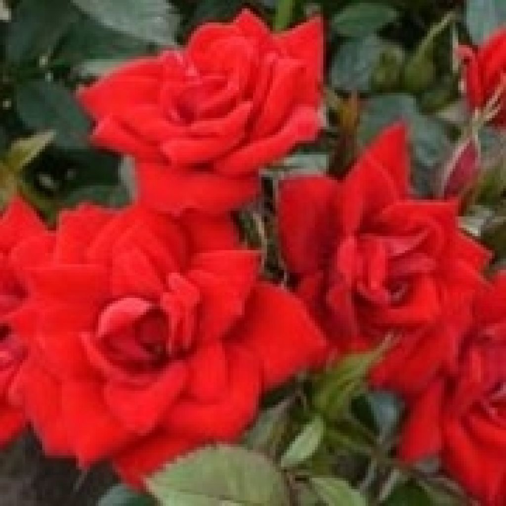 Rosal polyantha Global Hit (Rosal de pie alto)