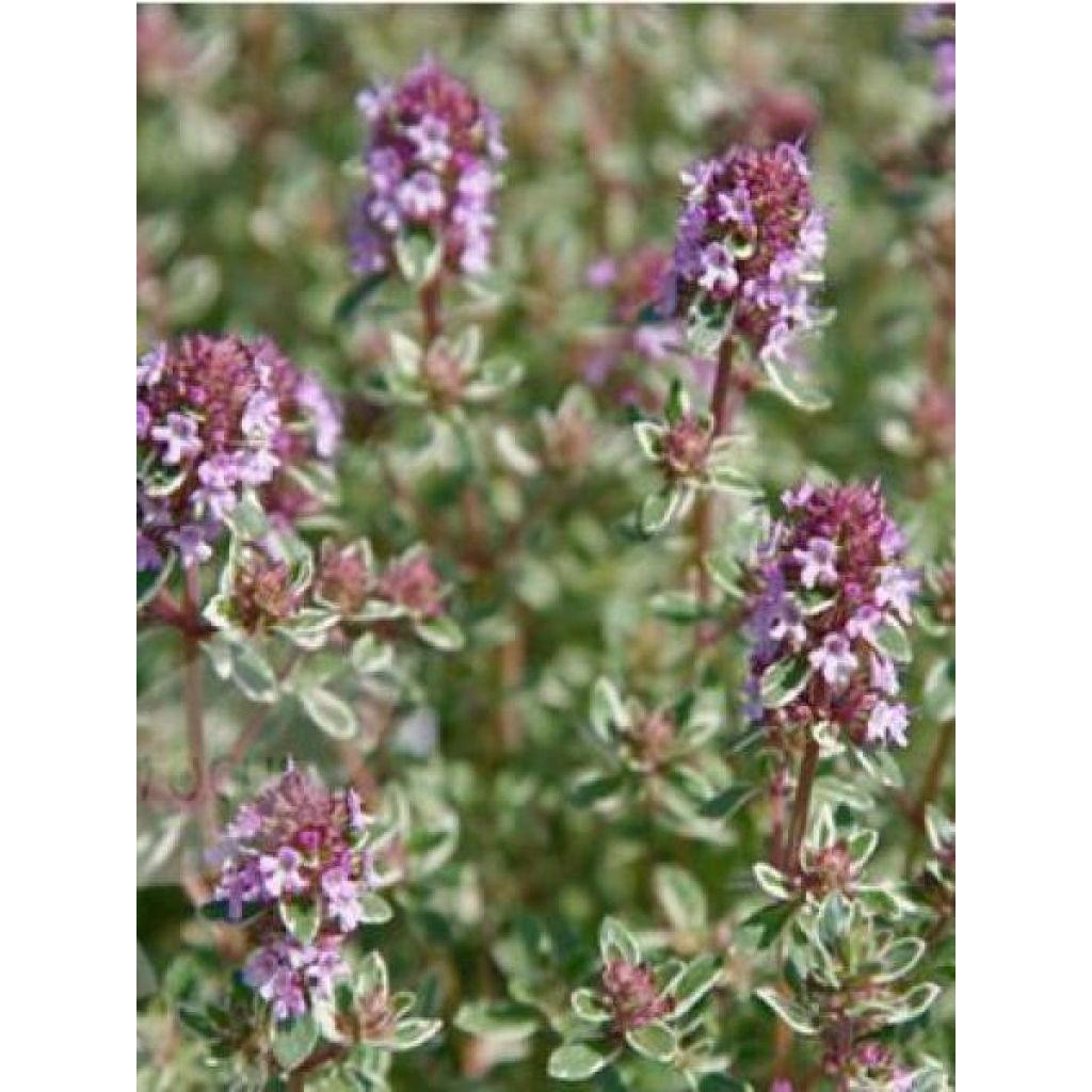 Tomillo Silver Posie