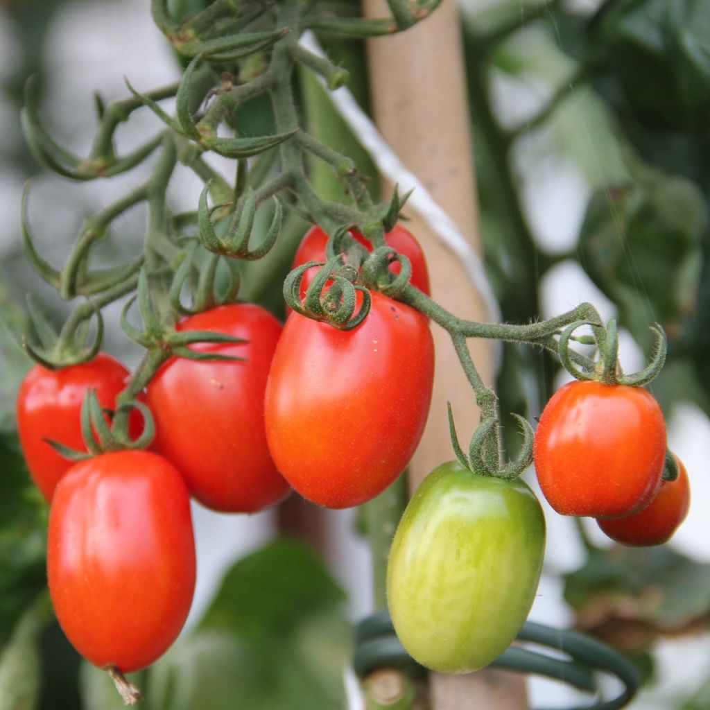 Tomate cherri Tutti Frutti