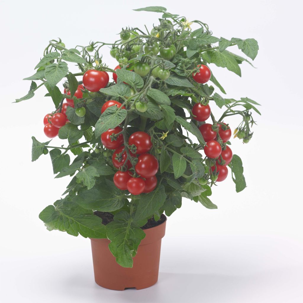 Tomate cherri Sturdy Jo F1