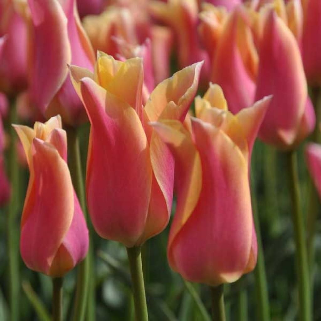 Tulipán flor de lis Marianne