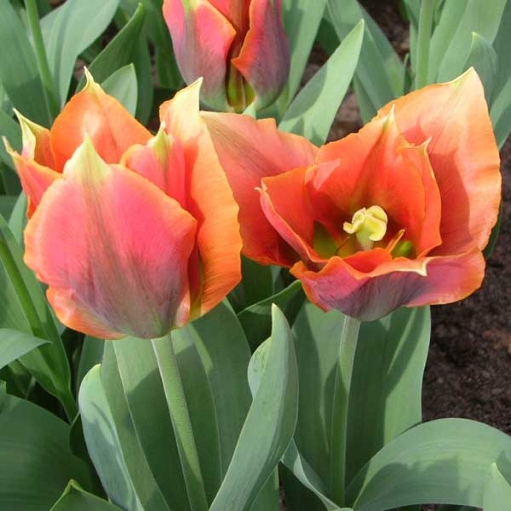 Tulipán Viridiflora Artist