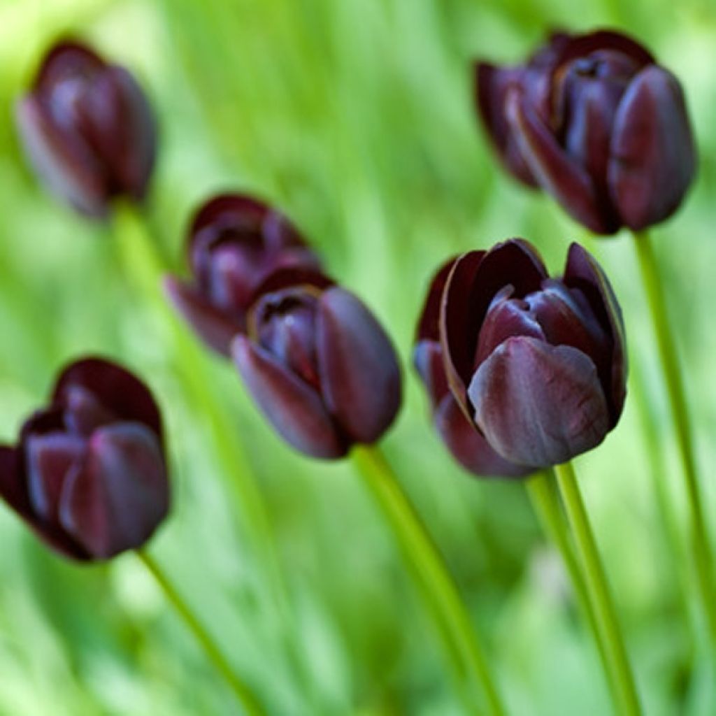 Tulipán simple de flor tardía Reine de la Nuit