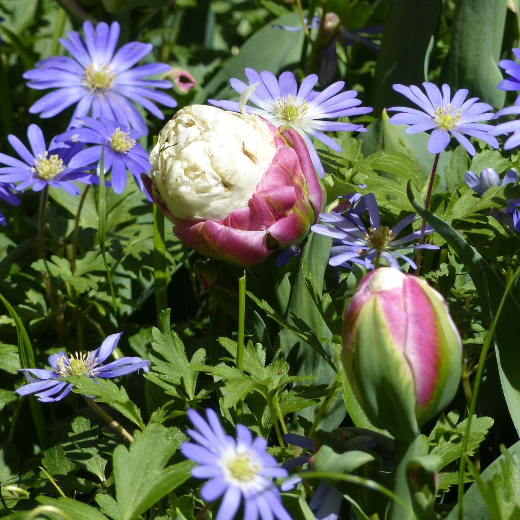 Tulipán doble de flor tardía Ice Cream