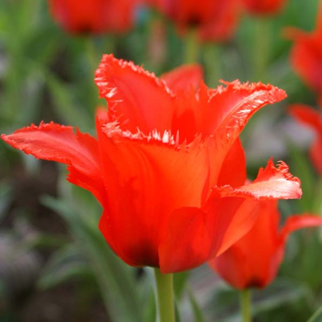 Tulipa greigii Petit Chaperon Rouge