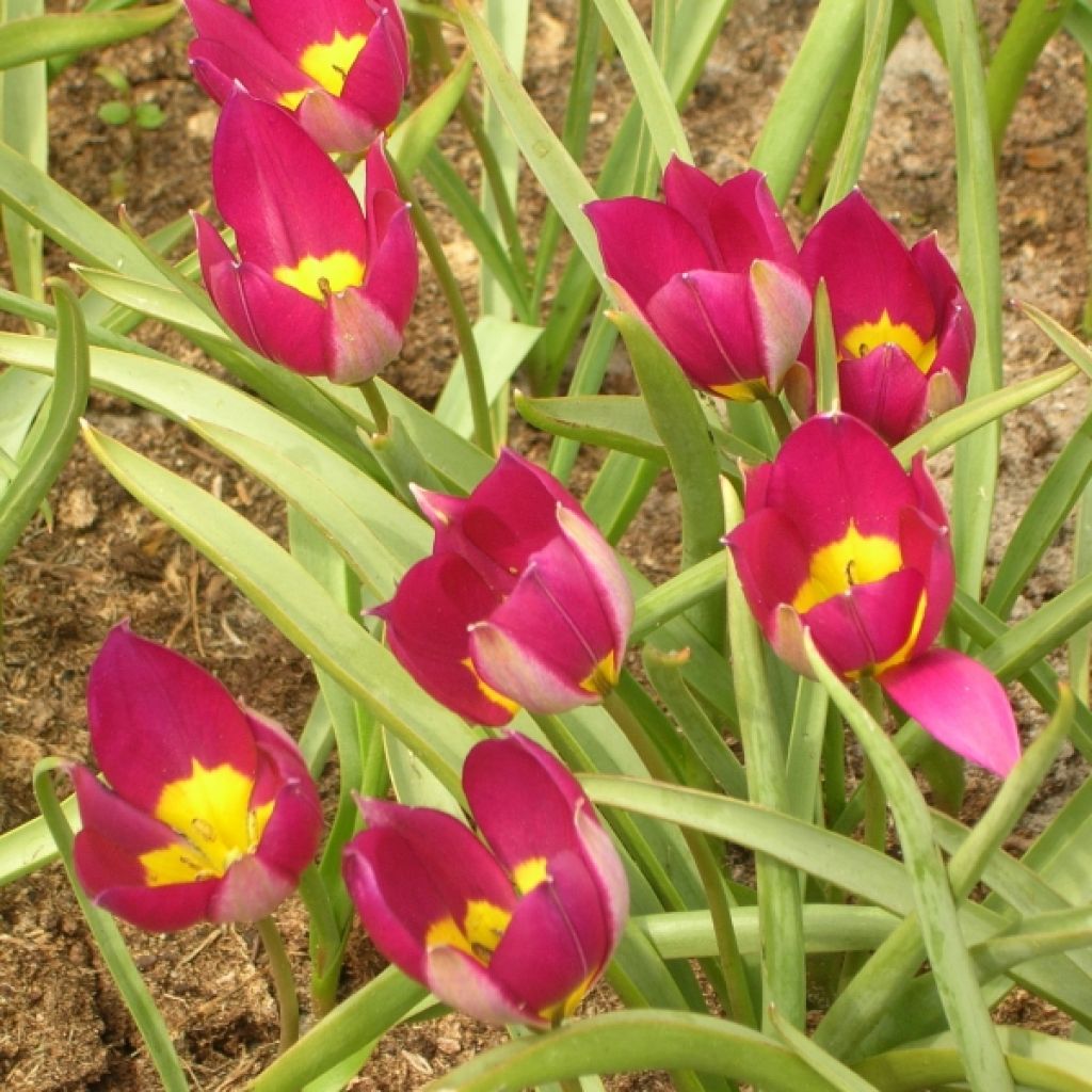 Tulipa humilis var. pulchella Persian Pearl